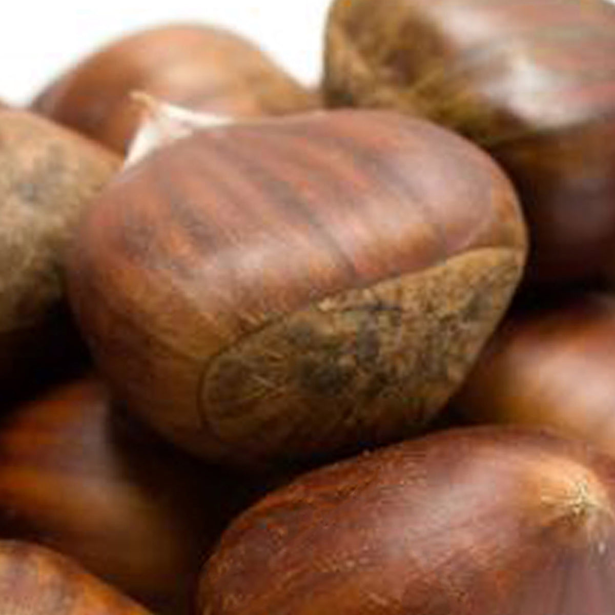 Fall Brown Palette Day's Eye